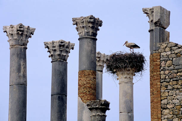 Volubilis - RMT